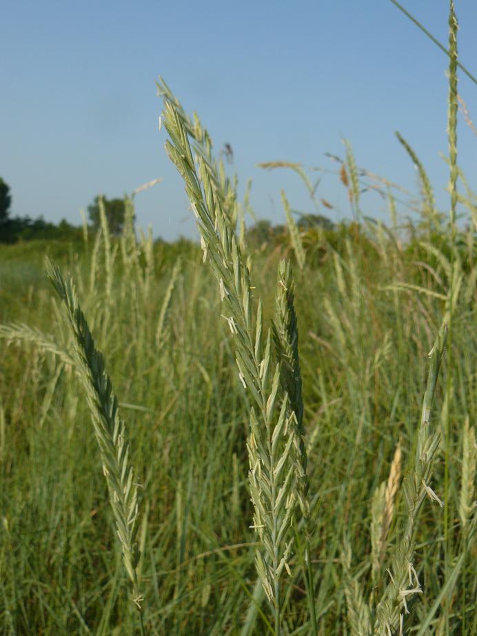 Elytrigia repens subsp. repens (=Agropyron repens)/Gramigna comune